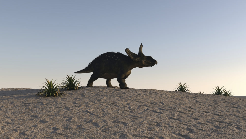 Triceratops walking across a barren landscape poster print