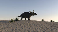 Triceratops walking across a barren landscape poster print