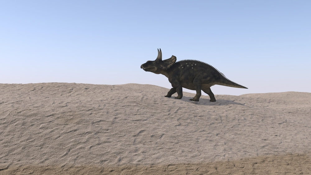 Triceratops Walking Across a Barren Landscape Poster Print