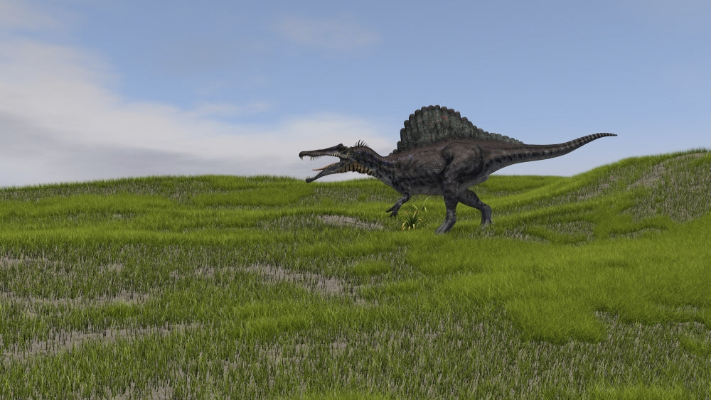 Spinosaurus walking across a grassy field poster print