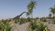Brachiosaurus Roaming a Prehistoric Environment Poster Print