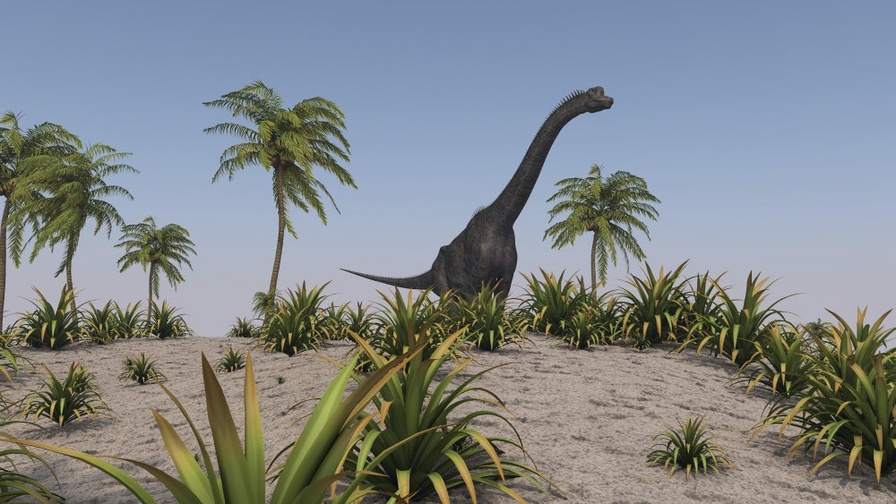 Large Brachiosaurus roaming a prehistoric landscape poster print.
