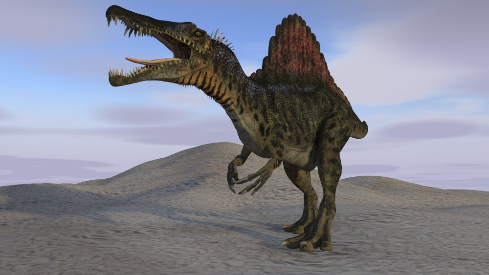 Spinosaurus Hunting on Barren Terrain Poster Print showcasing a fierce dinosaur in a barren landscape.