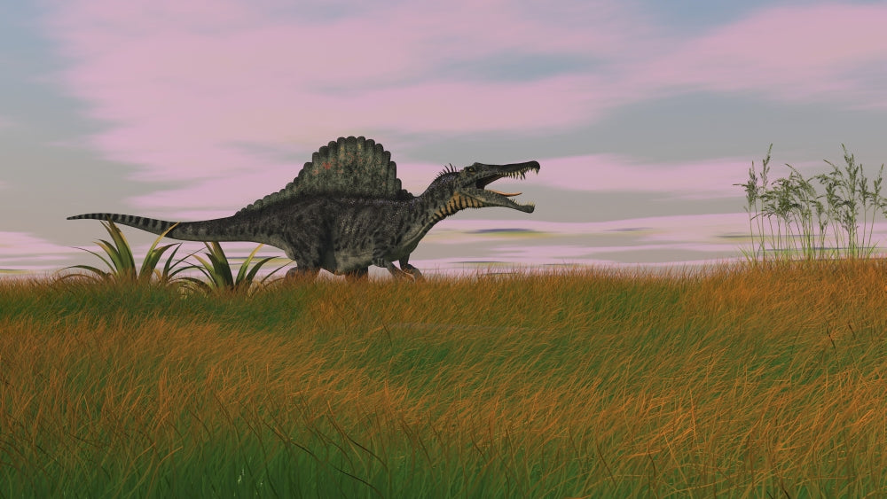 Spinosaurus Walking Across Prehistoric Grasslands Poster Print