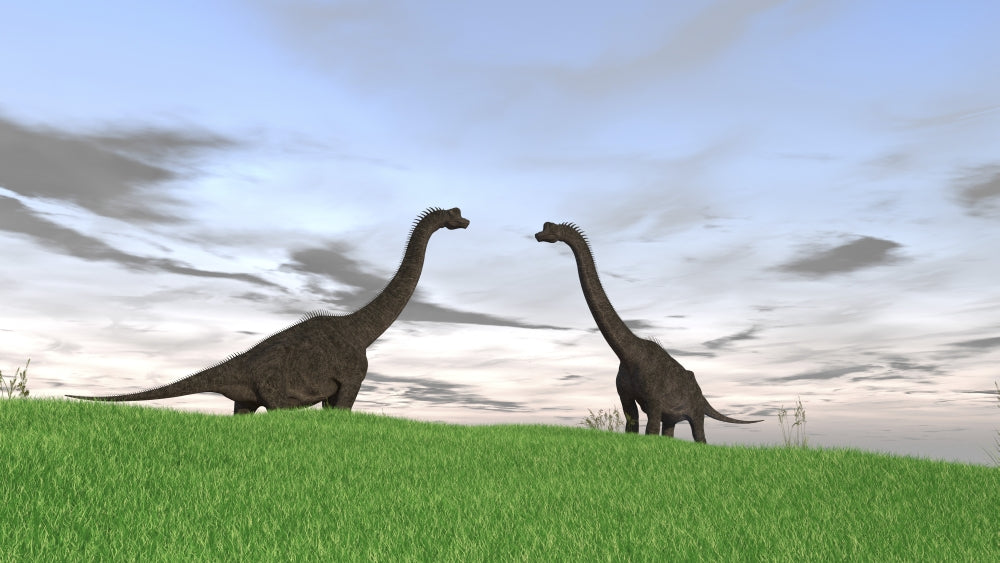 Brachiosaurus Poster Print featuring two dinosaurs in a grassy field.