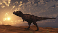 Tyrannosaurus Rex walking across a desert at sunset poster print.