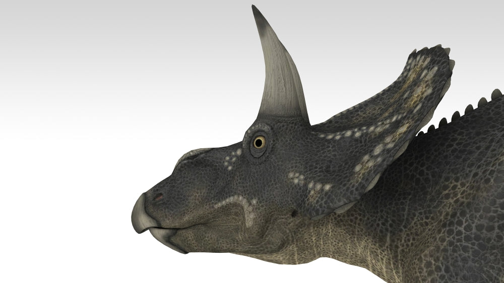 Triceratops Dinosaur Poster Print on white background