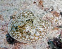Yellow Stingray swimming in the Caribbean Sea poster print by Karen Doody.