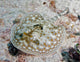 Yellow Stingray swimming in the Caribbean Sea poster print by Karen Doody.