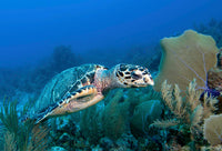 Hawksbill Sea Turtle swimming over a colorful Caribbean reef.