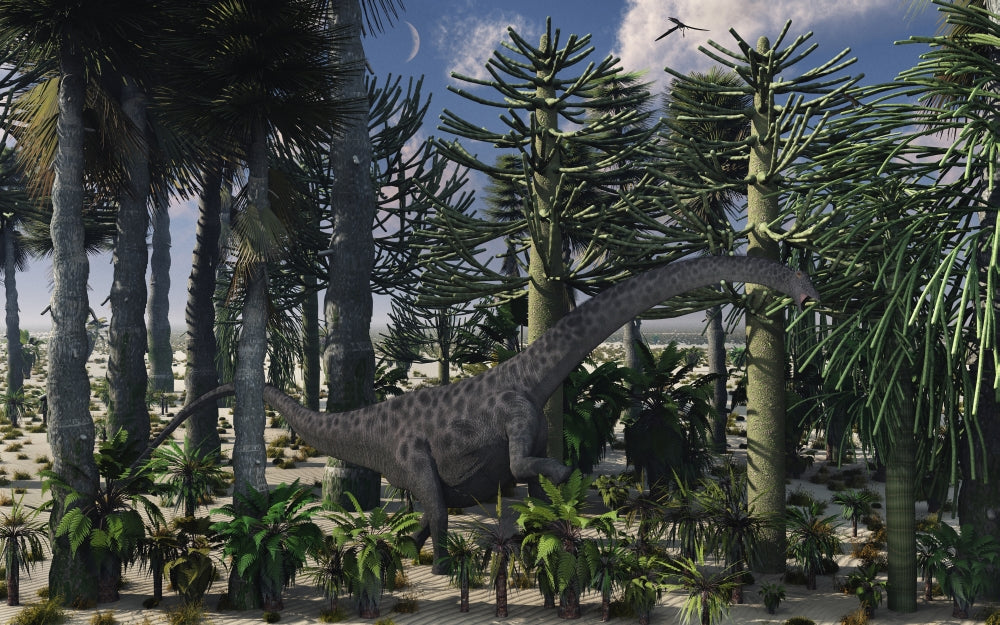 Diplodocus dinosaur feeding in a prehistoric forest poster print
