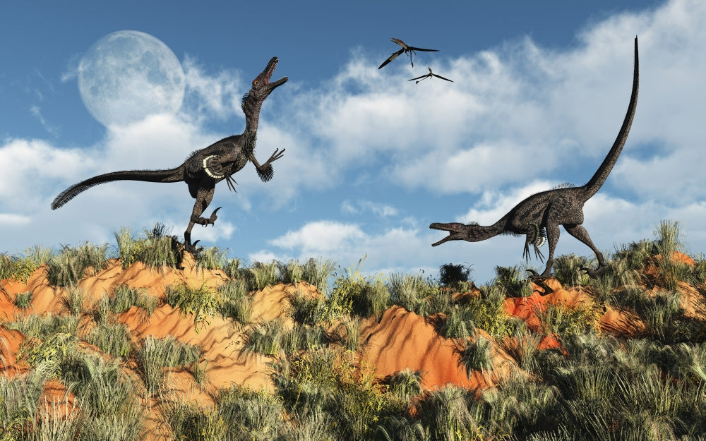 Territorial Dispute between Velociraptors Poster Print