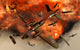 German Heinkel bomber plane exploding in the Battle of Britain poster print.