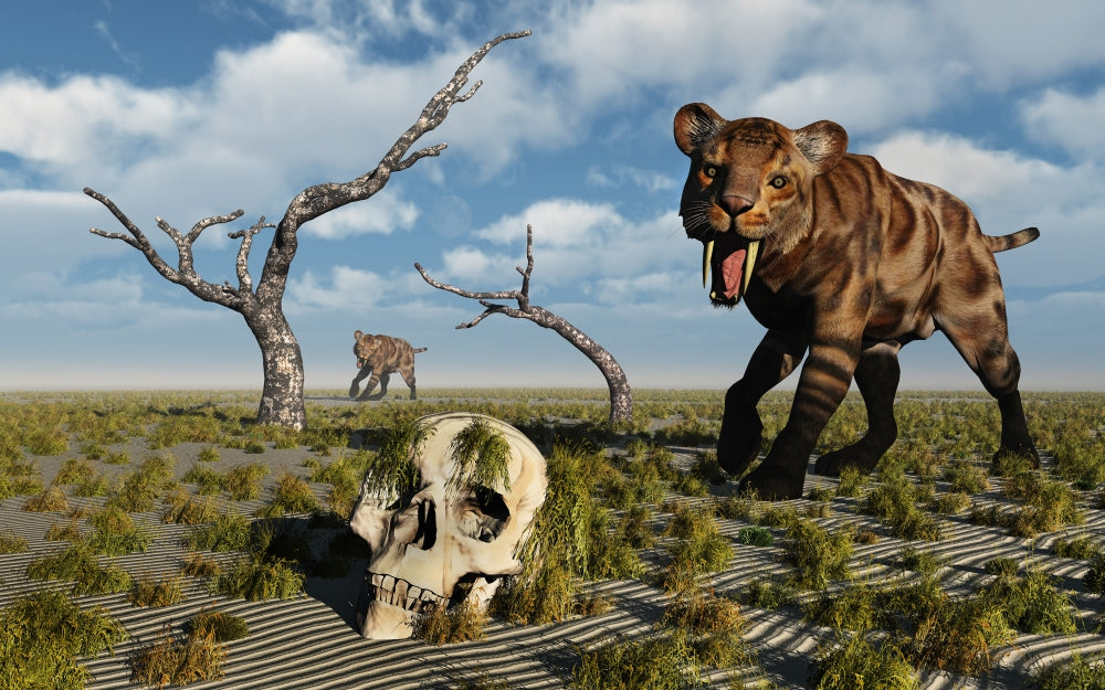 A Sabre Tooth Tiger discovering a humanoid skull poster print.