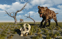 A Sabre Tooth Tiger discovering a humanoid skull poster print.