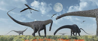 Diplodocus dinosaurs grazing during the Jurassic period poster print.