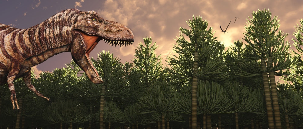 Profile view of a carnivorous Tyrannosaurus Rex poster print.