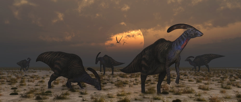 Parasaurolophus dinosaurs at dawn poster print