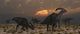 Parasaurolophus dinosaurs at dawn poster print