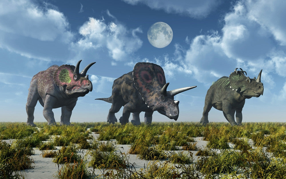 Triceratops, Torosaurus & Centrosaurus Dinosaur Print by Mark Stevenson