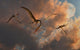 A flock of large Quetzalcoatlus poster print by Mark Stevenson.