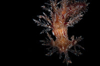 Nudibranch Poster Print from Mussel Island, West Coast, Greenland
