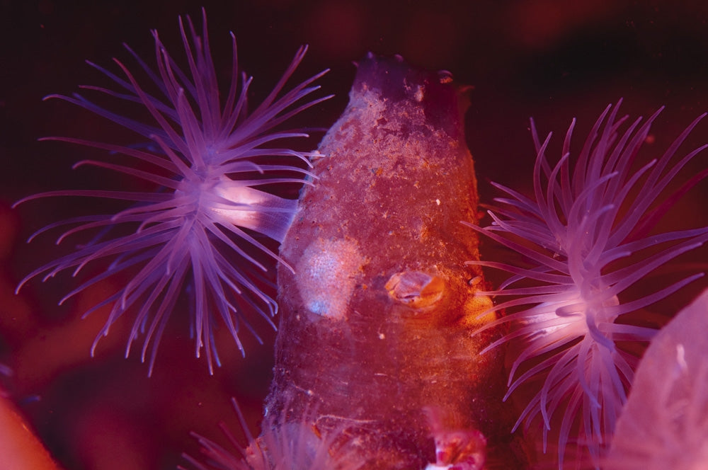 Anemone on Sea Squirt Poster Print by Morten Beier showcasing vibrant marine life.
