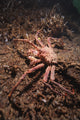 Giant Crab poster print showcasing vibrant marine life details by Morten Beier.