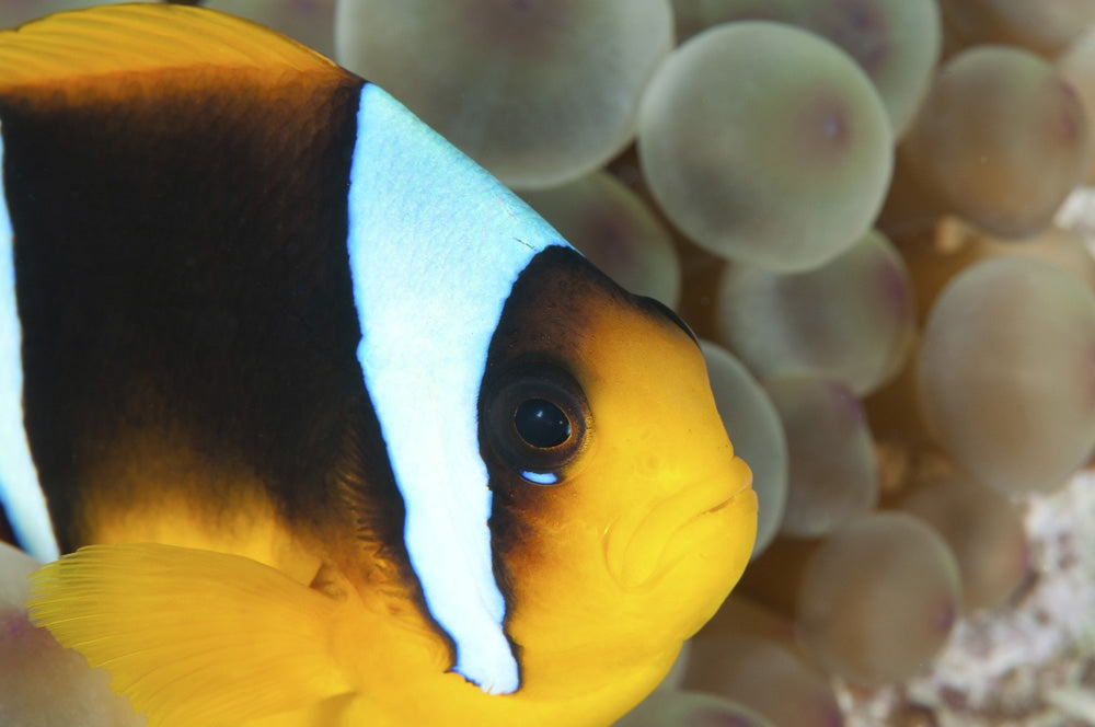 Anemonefish in the Red Sea Art Print by Morten Beier
