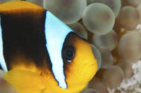 Anemonefish in the Red Sea Art Print by Morten Beier