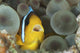 Anemonefish poster print showcasing vibrant marine life from the Red Sea, Egypt.