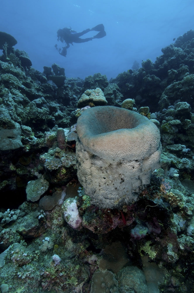 Sponge and diver poster print featuring Farasan Banks, Mar Mar Island, Saudi Arabia
