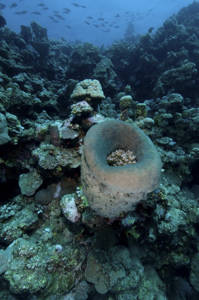 Sponge and fish underwater scene at Farasan Banks, Saudi Arabia - Poster Print