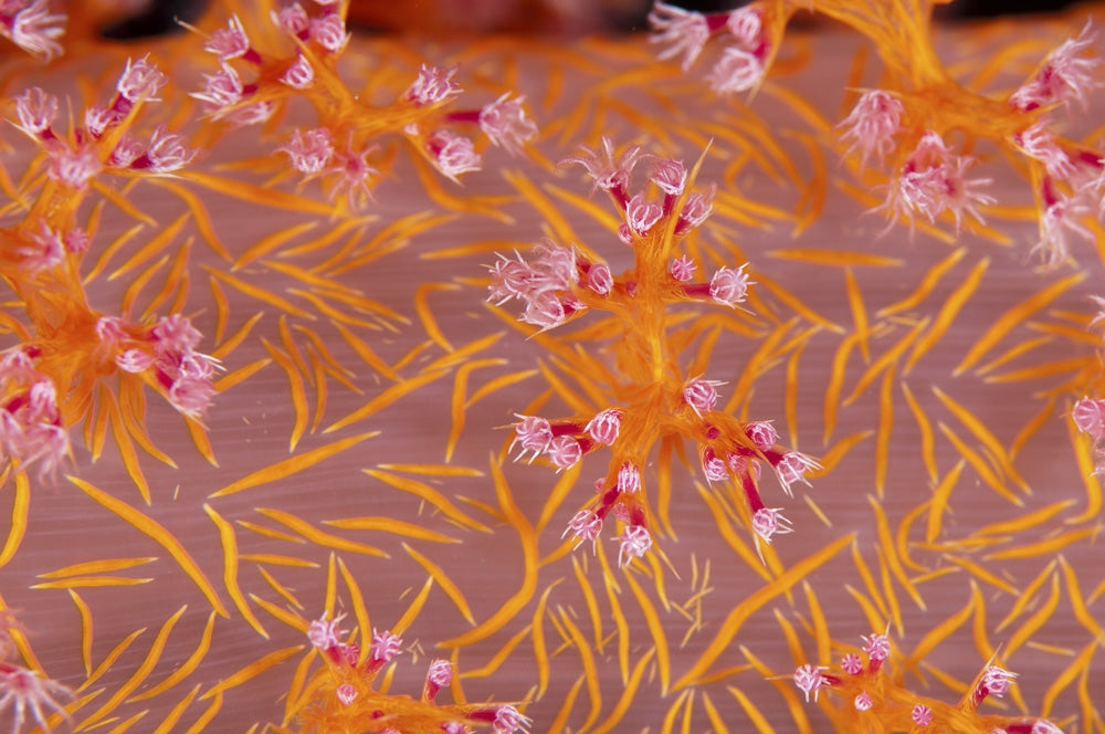 Soft Coral poster print from Mar Mar Island, Saudi Arabia.