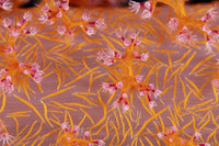 Soft Coral poster print from Mar Mar Island, Saudi Arabia.