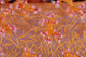 Soft Coral poster print from Mar Mar Island, Saudi Arabia.