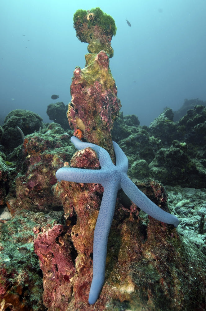 Starfish on dead coral in Koh Bon, Similan Islands poster print