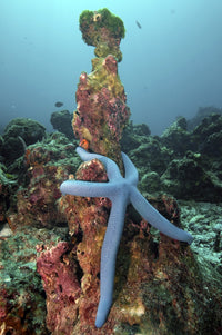 Starfish on dead coral in Koh Bon, Similan Islands poster print