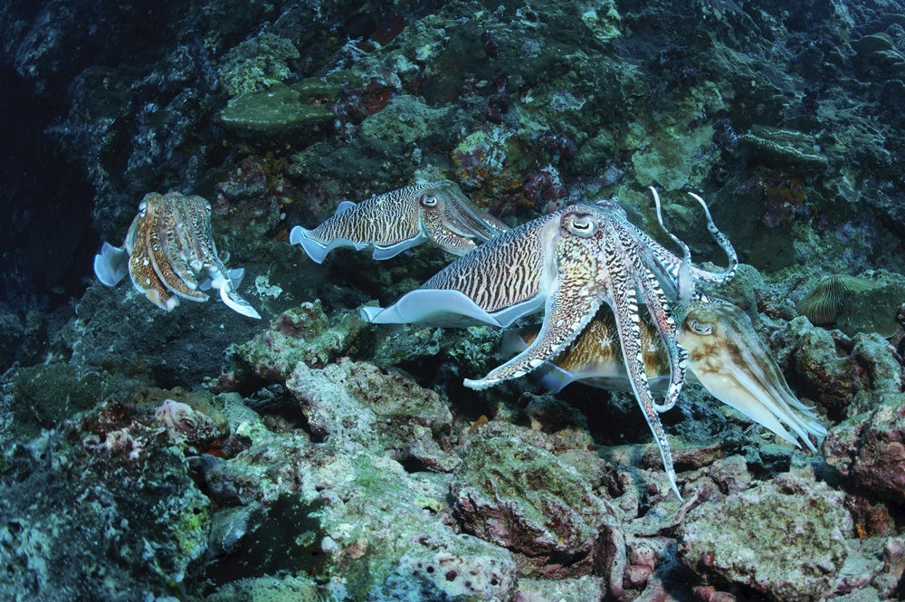 Four cuttlefish mating on coral reef at Richlieu Rock, Thailand.