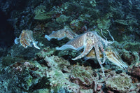 Four cuttlefish mating on coral reef at Richlieu Rock, Thailand.