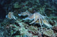 Four cuttlefish mating on coral reef at Richlieu Rock, Thailand.