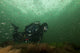 Juvenile fish and diver exploring the Sjaelland shipwreck underwater poster print.