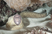Murray Eel Poster Print from Mnemba Atoll, Zanzibar, Tanzania