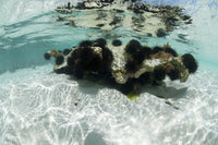 Sea urchins on dead coral from Mnemba Atoll, Zanzibar, Tanzania - Poster Print