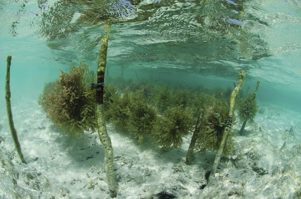 Seaweed farming at Mnemba Atoll in Zanzibar poster print