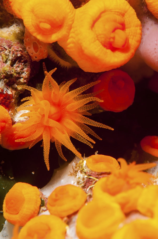 Orange Sea Anemones Poster Print showcasing vibrant underwater life