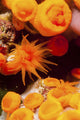 Orange Sea Anemones Poster Print showcasing vibrant underwater life
