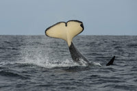 Orca Killer Whale Bashing Herring Poster Print by Morten Beier