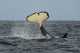 Orca Killer Whale Bashing Herring Poster Print by Morten Beier