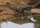Apatosaurus dinosaurs drinking water at the edge of a lake poster print.